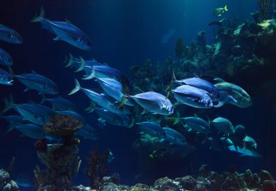 Jak pomóc bezdomnym zwierzętom?