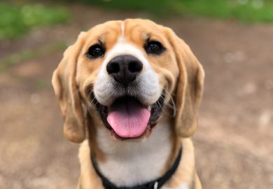 Odrobaczanie psa – tabletki cena: Orientacyjne ceny tabletek na odrobaczanie psów i ich dostępność