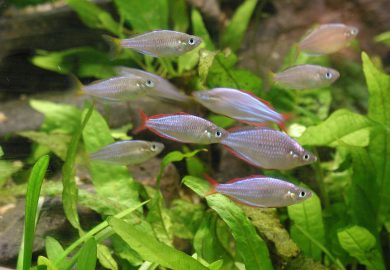 Najpopularniejsze imiona dla psów i kotów w 2021 roku