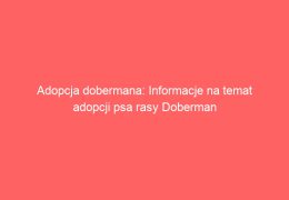 Adopcja dobermana: Informacje na temat adopcji psa rasy Doberman