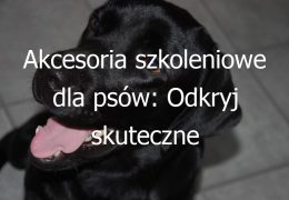 Akcesoria szkoleniowe dla psów: Odkryj skuteczne narzędzia wspomagające naukę i wychowanie czworonoga