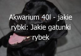 Akwarium 40l – jakie rybki: Jakie gatunki rybek są odpowiednie do akwarium o pojemności 40 litrów