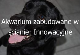 Akwarium zabudowane w ścianie: Innowacyjne rozwiązanie dla estetycznego i funkcjonalnego wystroju wnętrza