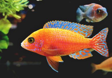 Jak zapobiec i leczyć zatrucia u zwierząt domowych?