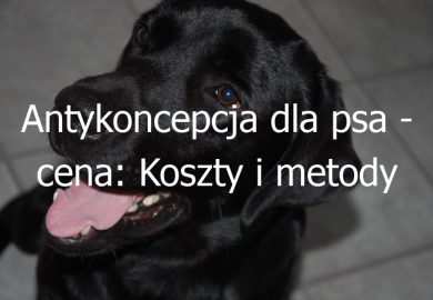 Antykoncepcja dla psa – cena: Koszty i metody antykoncepcji dla psów