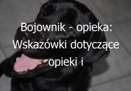 Bojownik – opieka: Wskazówki dotyczące opieki i hodowli bojownika, popularnej ryby akwariowej