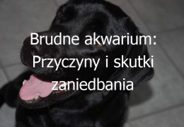 Brudne akwarium: Przyczyny i skutki zaniedbania czystości w akwarium oraz jak utrzymać je w czystości