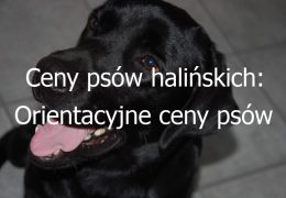 Ceny psów halińskich: Orientacyjne ceny psów rasy halińskiej i czynniki wpływające na ich wartość