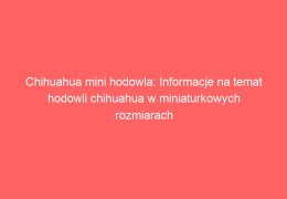 Chihuahua mini hodowla: Informacje na temat hodowli chihuahua w miniaturkowych rozmiarach