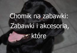 Chomik na zabawki: Zabawki i akcesoria, które zapewnią chomikowi aktywność i rozrywkę