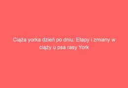 Ciąża yorka dzień po dniu: Etapy i zmiany w ciąży u psa rasy York