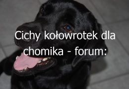 Cichy kołowrotek dla chomika – forum: Rekomendacje i opinie użytkowników na temat cichych kołowrotków dla chomików