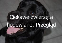 Ciekawe zwierzęta hodowlane: Przegląd fascynujących i nietypowych zwierząt, które można hodować