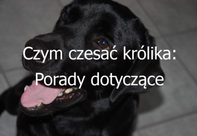 Czym czesać królika: Porady dotyczące pielęgnacji futra i czesania królika