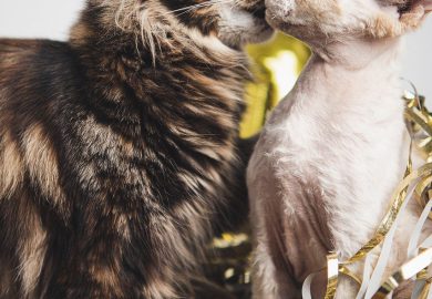 Jak pielęgnować sierść i skórę psa z problemami dermatologicznymi?