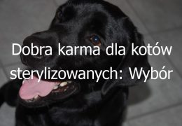 Dobra karma dla kotów sterylizowanych: Wybór odpowiedniej karmy wspierającej zdrowie i potrzeby kotów po sterylizacji