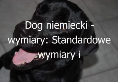 Dog niemiecki – wymiary: Standardowe wymiary i proporcje psów rasy dog niemiecki