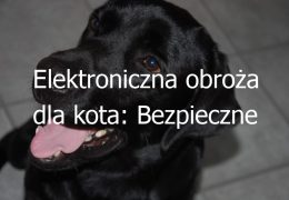 Elektroniczna obroża dla kota: Bezpieczne rozwiązanie dla kontroli przestrzeni i zachowań kota