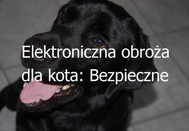 Elektroniczna obroża dla kota: Bezpieczne rozwiązanie dla kontroli przestrzeni i zachowań kota