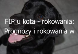 FIP u kota – rokowania: Prognozy i rokowania w przypadku wystąpienia FIP u kotów