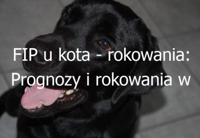 FIP u kota – rokowania: Prognozy i rokowania w przypadku wystąpienia FIP u kotów