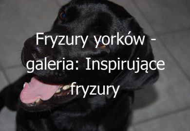Fryzury yorków – galeria: Inspirujące fryzury dla psów rasy yorkshire terrier – galeria zdjęć