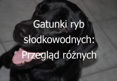 Gatunki ryb słodkowodnych: Przegląd różnych gatunków ryb przeznaczonych do hodowli w wodzie słodkiej