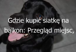 Gdzie kupić siatkę na balkon: Przegląd miejsc, gdzie można zakupić siatkę zabezpieczającą balkon dla zwierząt