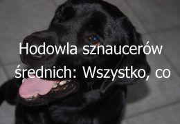 Hodowla sznaucerów średnich: Wszystko, co powinieneś wiedzieć o hodowli psów rasy sznaucer średni