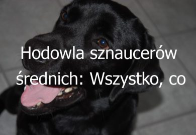 Hodowla sznaucerów średnich: Wszystko, co powinieneś wiedzieć o hodowli psów rasy sznaucer średni
