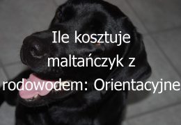 Ile kosztuje maltańczyk z rodowodem: Orientacyjne ceny i czynniki wpływające na koszt zakupu psa rasy maltańczyk z rodowodem