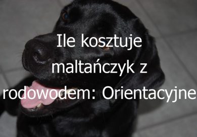Ile kosztuje maltańczyk z rodowodem: Orientacyjne ceny i czynniki wpływające na koszt zakupu psa rasy maltańczyk z rodowodem