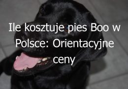 Ile kosztuje pies Boo w Polsce: Orientacyjne ceny psów rasy Boo (Pomeranian) w Polsce