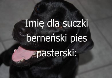 Imię dla suczki berneński pies pasterski: Propozycje pięknych i pasujących imion dla suczki rasy berneński pies pasterski