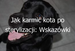 Jak karmić kota po sterylizacji: Wskazówki dotyczące odpowiedniego żywienia kota po przeprowadzeniu zabiegu sterylizacji