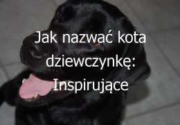 Jak nazwać kota dziewczynkę: Inspirujące pomysły na imię dla twojej żeńskiej kociaki