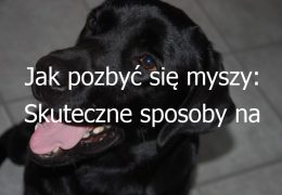 Jak pozbyć się myszy: Skuteczne sposoby na zwalczanie i eliminację myszy z domu