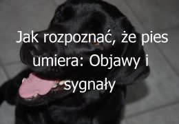 Jak rozpoznać, że pies umiera: Objawy i sygnały wskazujące na zbliżający się koniec życia psa