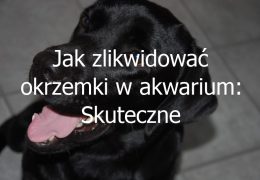 Jak zlikwidować okrzemki w akwarium: Skuteczne sposoby na zwalczanie i eliminację okrzemek w akwarium