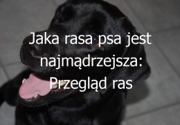 Jaka rasa psa jest najmądrzejsza: Przegląd ras psów uznawanych za najbardziej inteligentne