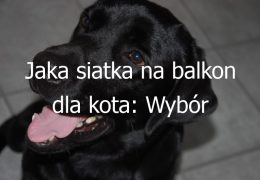 Jaka siatka na balkon dla kota: Wybór odpowiedniej siatki zabezpieczającej balkon dla kota