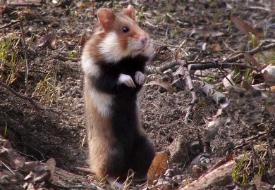 Jak nauczyć psa zachowania na spacerze: szkolenie do przestrzegania zasad i ograniczeń