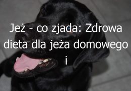 Jeż – co zjada: Zdrowa dieta dla jeża domowego i odpowiednie pokarmy dla jego zdrowia i dobrostanu