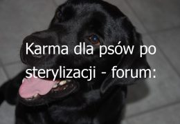 Karma dla psów po sterylizacji – forum: Doświadczenia i opinie użytkowników na temat karmy dla psów po sterylizacji