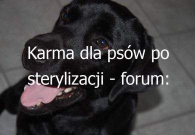 Karma dla psów po sterylizacji – forum: Doświadczenia i opinie użytkowników na temat karmy dla psów po sterylizacji