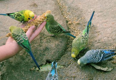 Jak radzić sobie ze strachem przed zabiegami weterynaryjnymi u psa