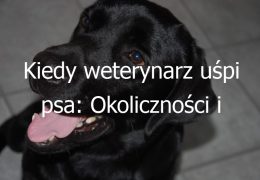 Kiedy weterynarz uśpi psa: Okoliczności i decyzje związane z uśpieniem psa u weterynarza