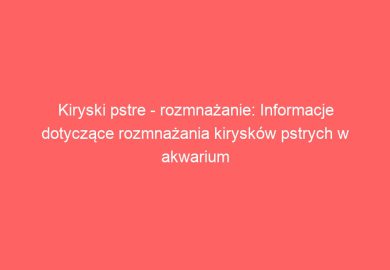 Kiryski pstre – rozmnażanie: Informacje dotyczące rozmnażania kirysków pstrych w akwarium