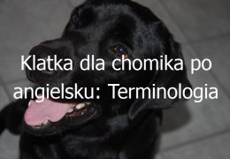 Klatka dla chomika po angielsku: Terminologia związana z klatką dla chomika w języku angielskim