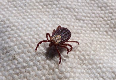 Czy psy mogą odczuwać emocje? Naukowe spojrzenie na świat psich uczuć